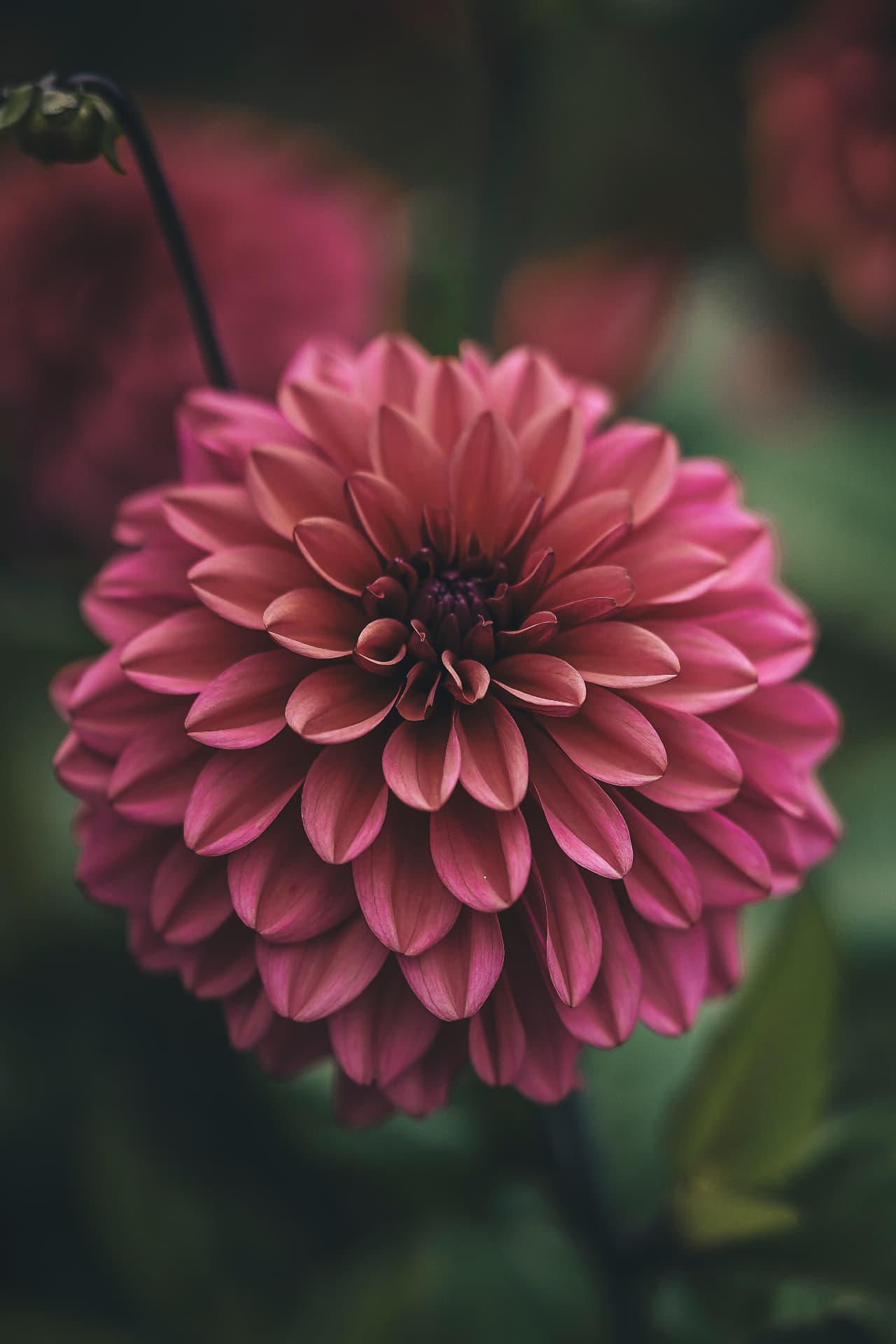 Närbild på en rosa dahlia i mjukt ljus